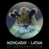 Mongabay Latam